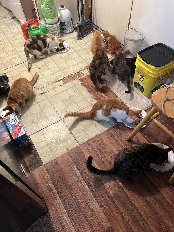 Capstar Flea Tablets for Cats 225 lbs., Count of 6 Petco