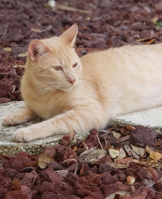 Solid Gold KatzNFlocken Lamb & Brown Rice Cat Food 11 lbs