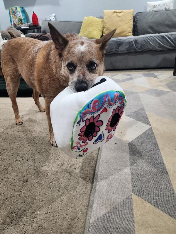 A cattle dog looks into camera with the calavera toy in his mouth