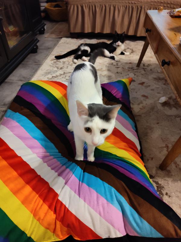 Better for cats