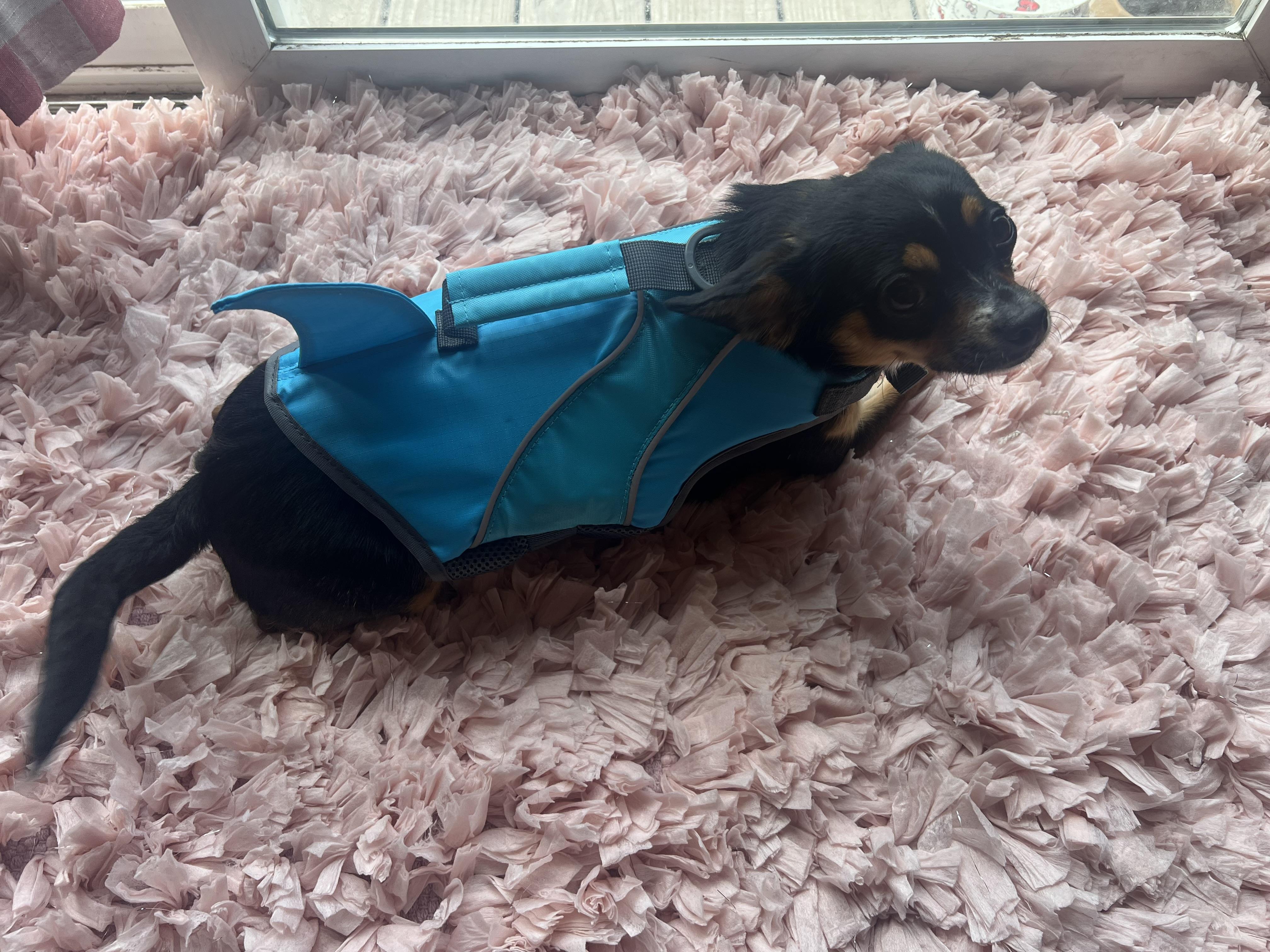 YOULY Dog Floatation Vest with Shark Fin XX Small Petco