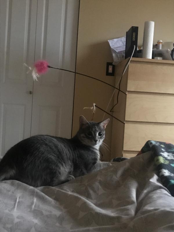 Where it hangs at work so my cat can play while I’m gone