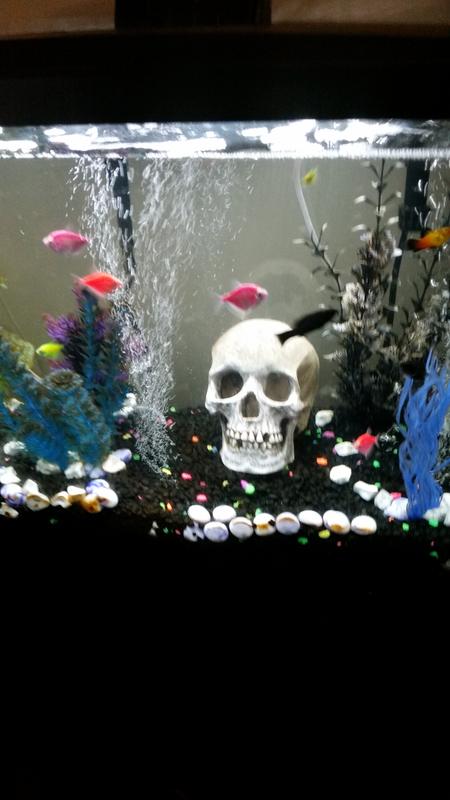My fish.