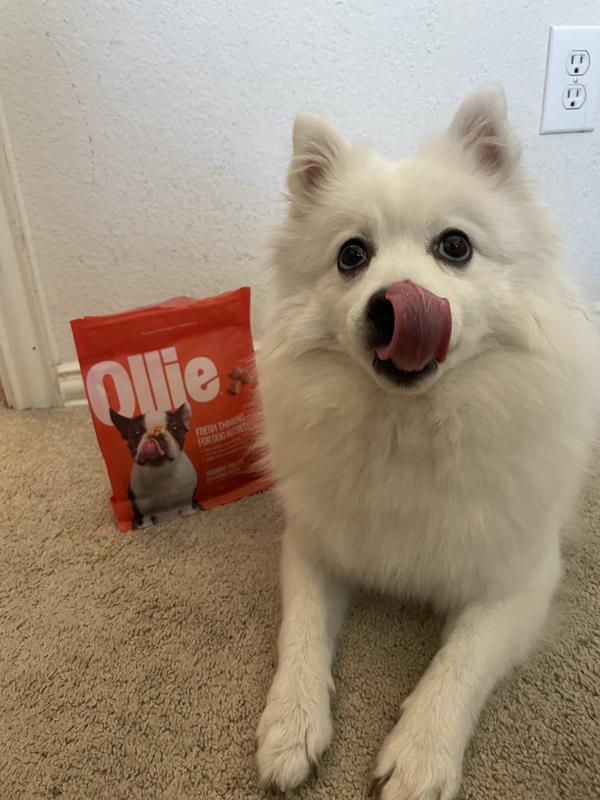 Ollie 🤝 Emotional Support Avocado #dogsoftiktok #dog #fyp