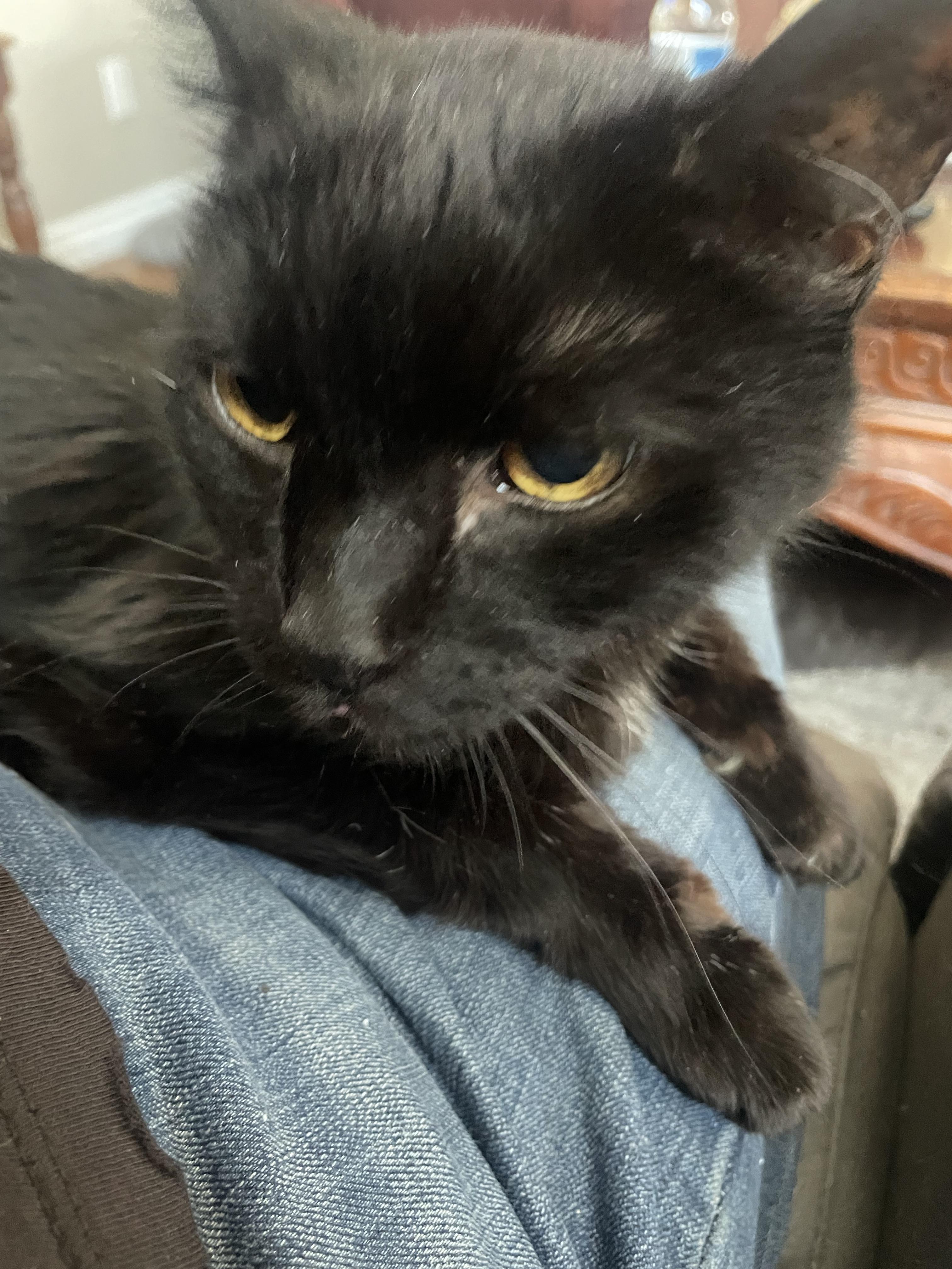 Cats in the Kitchen Originals Pumpkin Jack Splash Tuna in Pumpkin