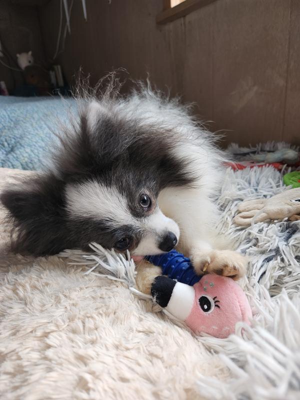 RobbyRoo playing with his new toy