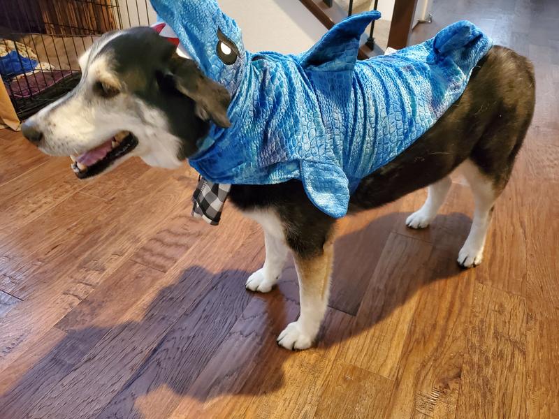Dog shark costume on sale large
