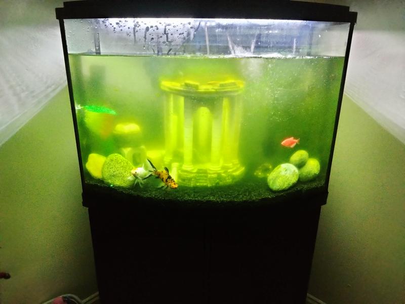 Green killing 2025 machine petco