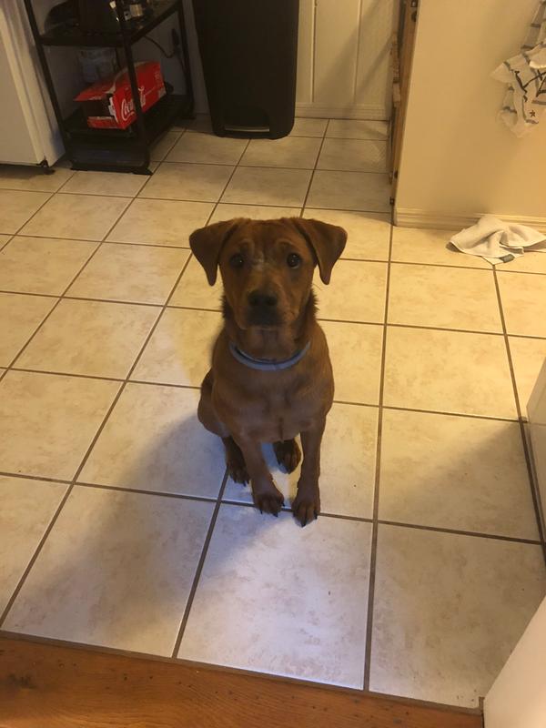 Merrick Dog Food Review 2020 Best High Quality Food