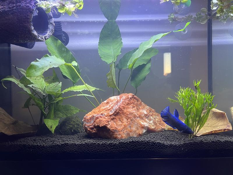 I will be adding more plants to fill it up but this is it so far