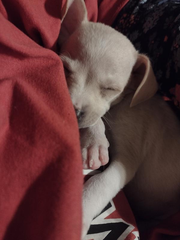 Snuggle Puppy is on other side... Cannot see it