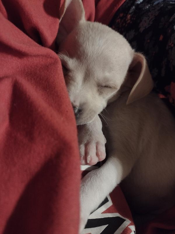 Brown and White Snuggle Puppy