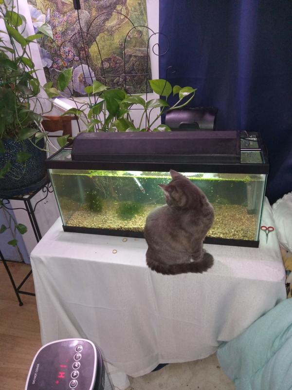 Plus kitty proof lol