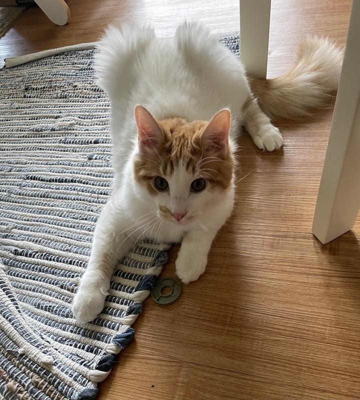 Loki playing with the disc
