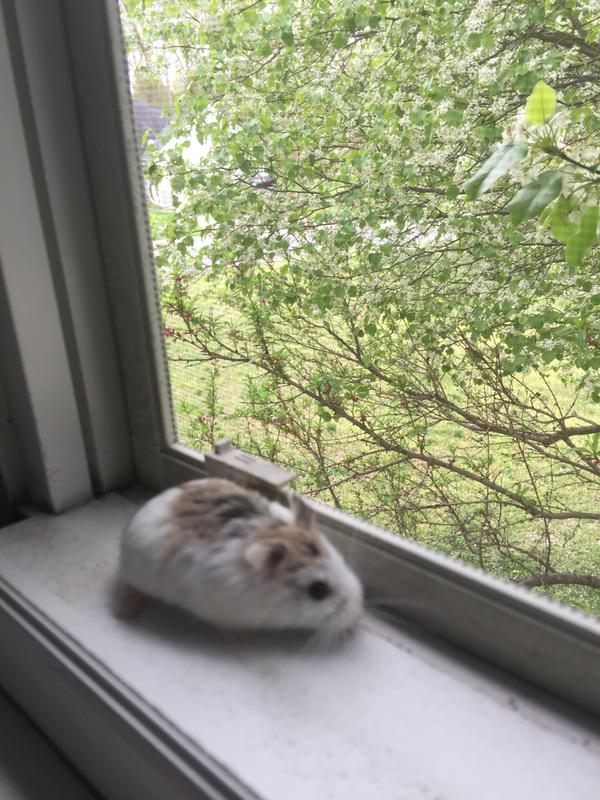 petco dwarf hamster price