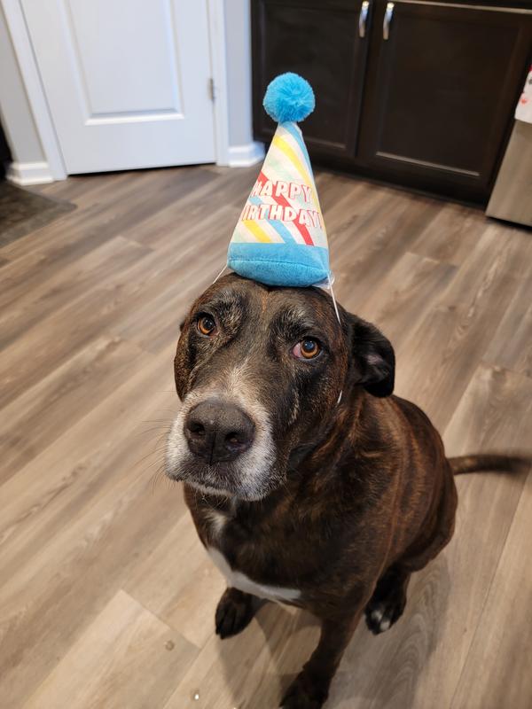 Dog birthday hat clearance petco