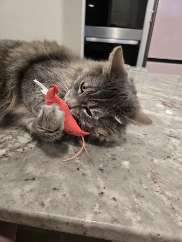 Lobster fun