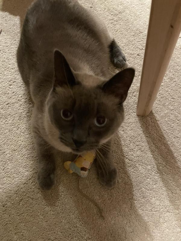 Sushi is obsessed with his new toy filled with cat nip!