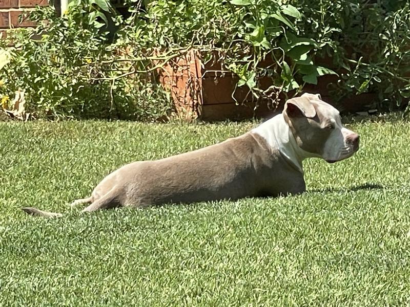Freshpet vitals sales