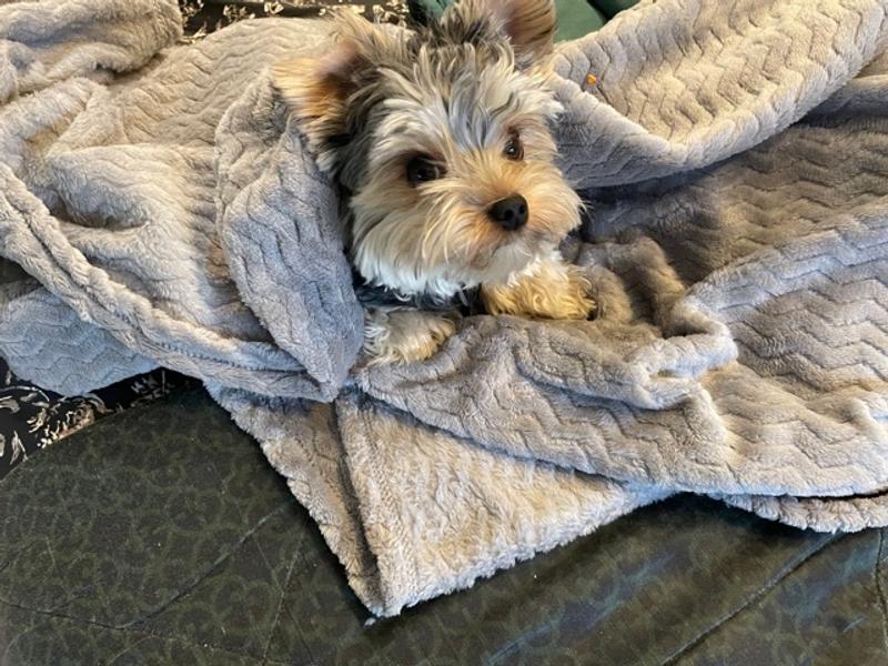 Calming throw BEFORE washing/drying