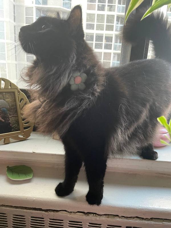 Salem’s fur is a TAD long, but still darling!