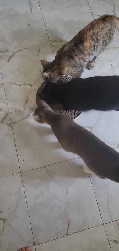 My cats Handsome, Tuffy, Crazy, Squeezy and Spider are inspecting their new Leaps and Bounds round scratcher with catnip, and they're each giving it their approval. And waiting their turn to use it. I should do each photo with it's own caption, thank you.