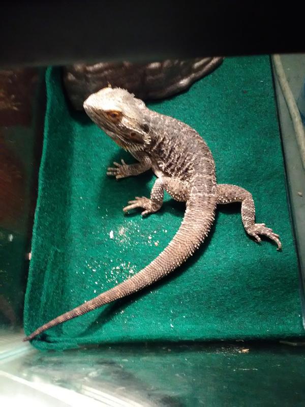 Rex the bearded dragon