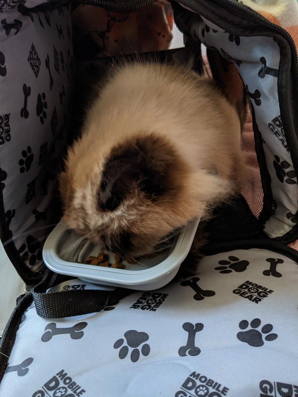 Having a snack means she's feeling comfortable!