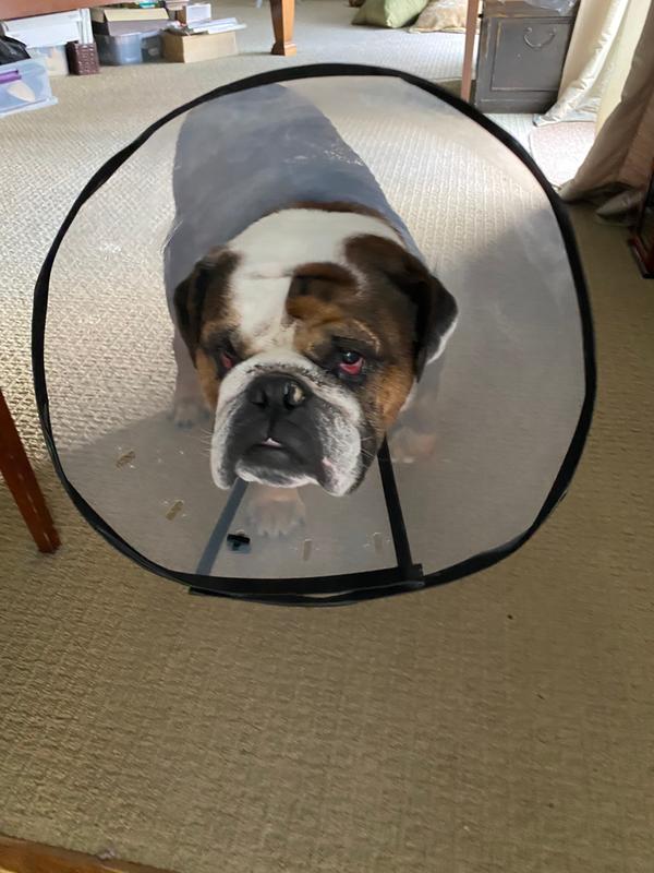 petco elizabethan collar