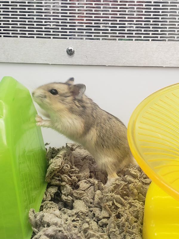 petco dwarf hamsters