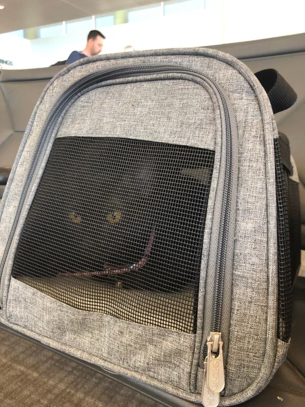 Velvet traveling in the carrier