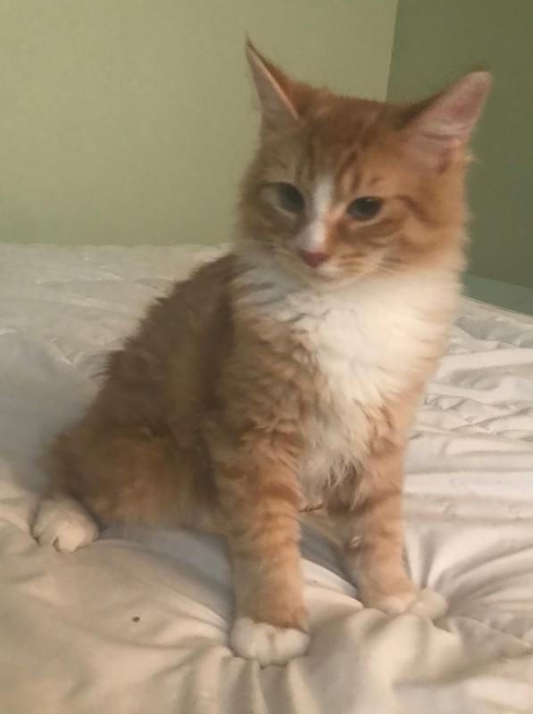 Handles long hair well