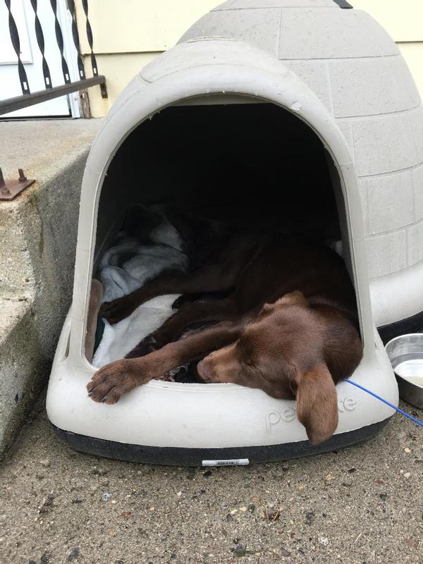 Indigo igloo dog kennel extra large best sale