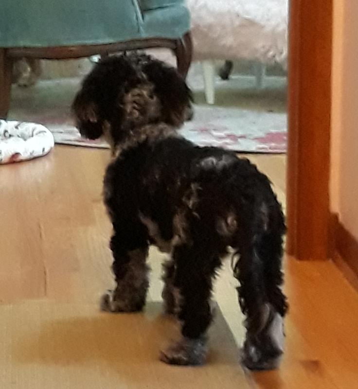 "But, Mom bought that Kong for me . . . "