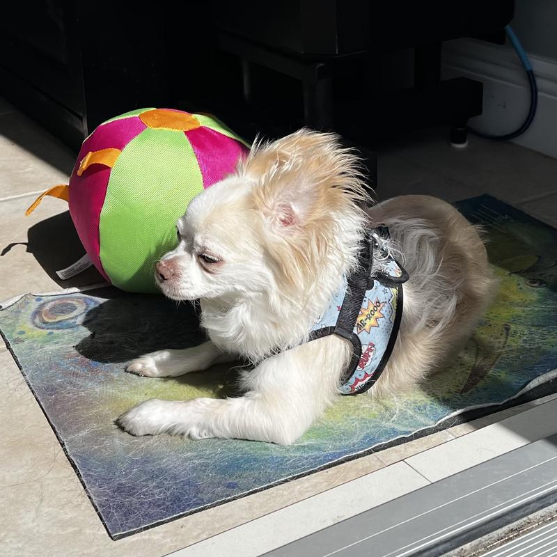 Chihuahua not interested