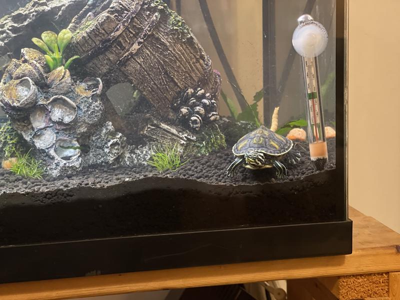 What is the tastiest food any turtle can't resist to eat? mine is not  eating. I bought: Tetra ReptoMin Floating Food Sticks but she ignores it.  Thank you in advance. : r/turtle