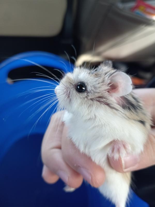 Roborovski hamster hot sale near me