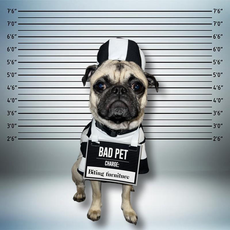 Dog criminal costume hotsell