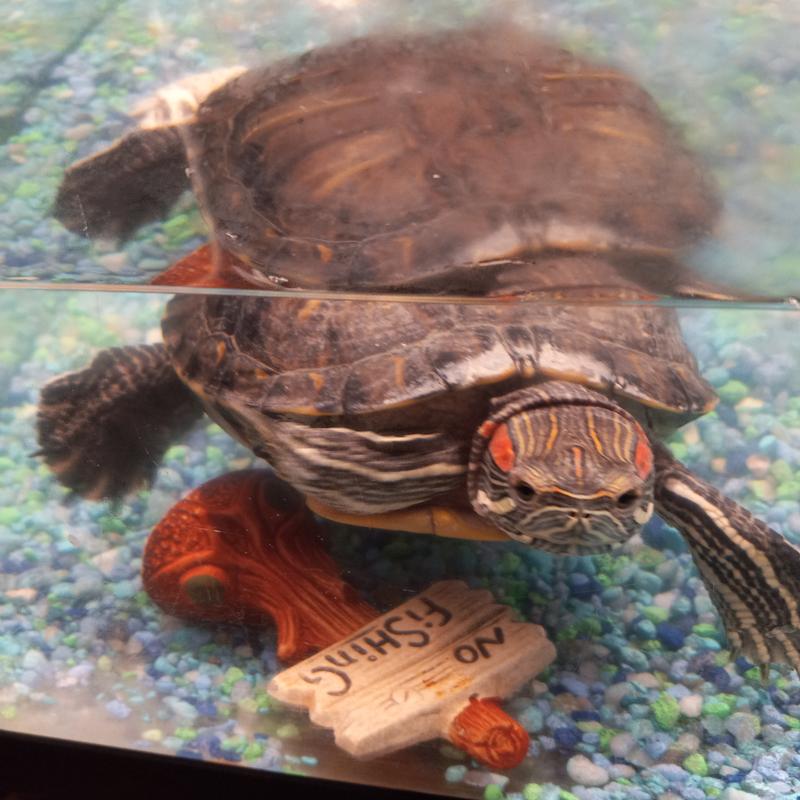 Miniature turtles hot sale petco