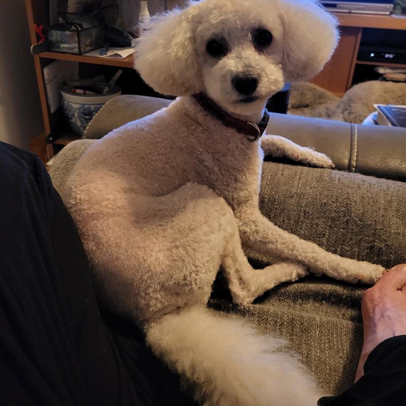 A happy flea free pup