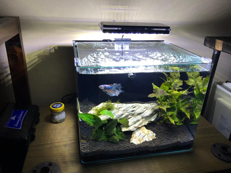 fish tank separator petco