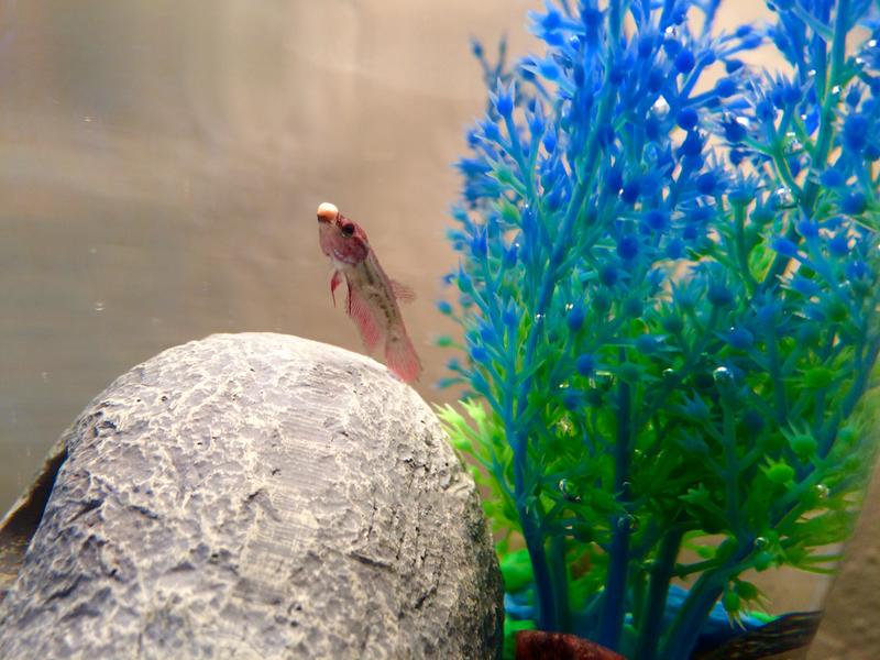 Blue Female Veiltail Betta Fish Petco