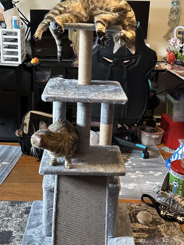 My silly kitties in love with the tree
