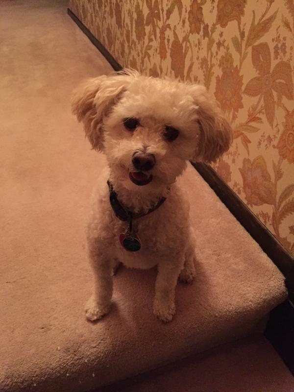Nugget the Wonder Dog