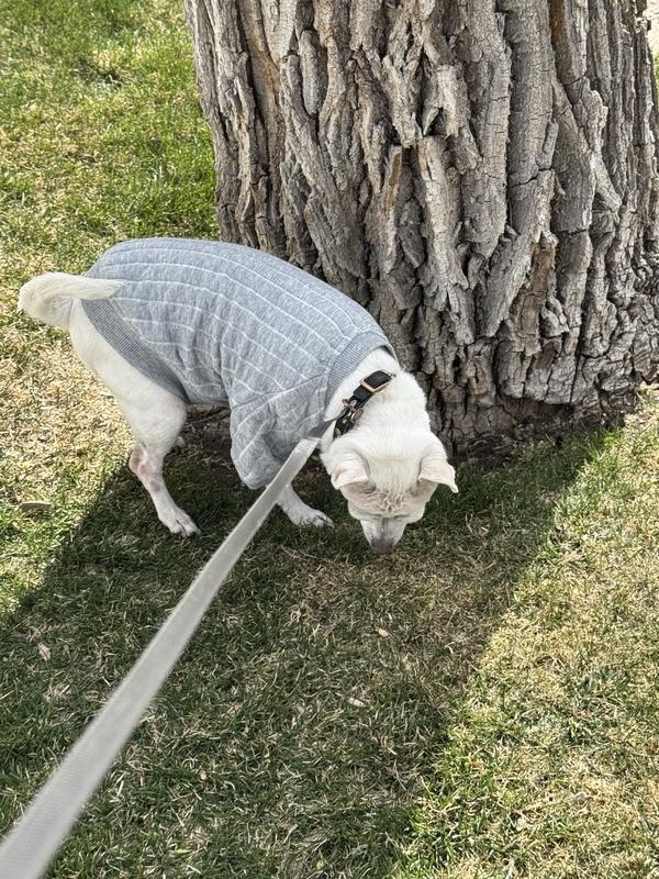 Note the ribbed cuff at the back.  No more riding up during walks.  It stays in place.