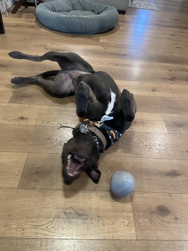 Reddy Grey Occupy Dispenser Dog Toy, Medium Petco