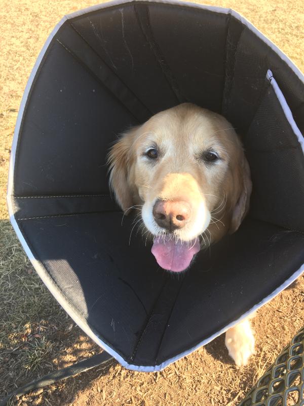 Comfy 2024 cone petco