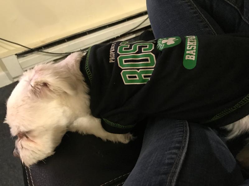  Pets First NBA PET TEE Shirt - Boston Celtics Basketball Team  Dog Shirt, Size: X-Large. Soft, Breathable, Stretchable & Washable Pet T- Shirt XL. : Sports & Outdoors