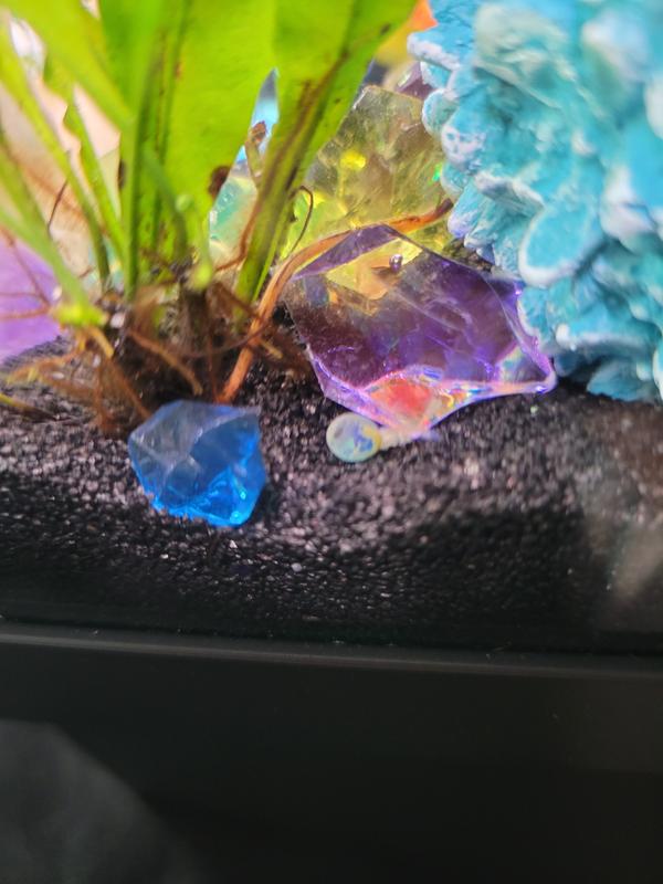 Blue bead my betta thankfully passed after eating.
