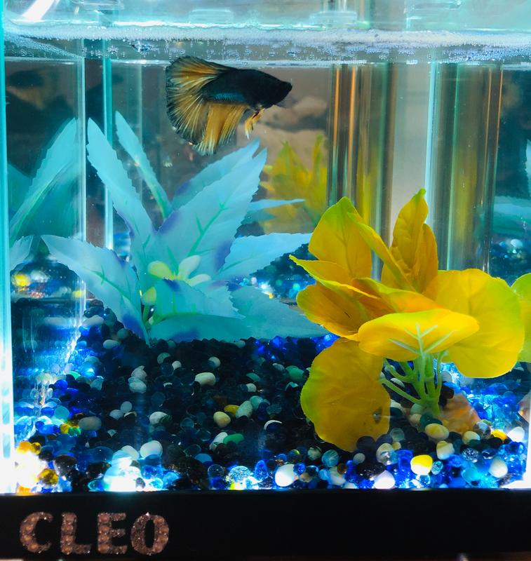 Bumblebee betta fish for hot sale sale